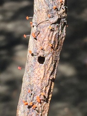 Marasmiineae