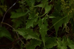 Mikania cynanchifolia