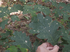 Stigmella quercipulchella