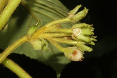 Cyrtandra platyphylla