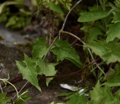 Mikania cynanchifolia