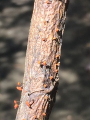 Marasmiineae