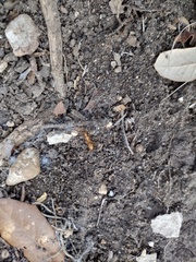 Camponotus festinatus