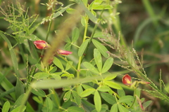 Crotalaria pumila