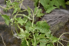 Mikania cynanchifolia