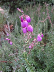 Erica carnea