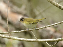 Vireo chivi