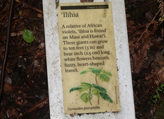 Cyrtandra platyphylla