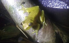 Dendropsophus bogerti
