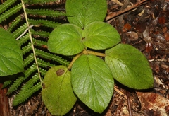 Cyrtandra platyphylla