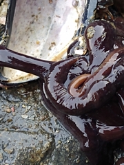 Zoarcidae