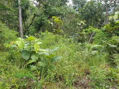 Dipterocarpus