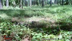 Dumetella carolinensis