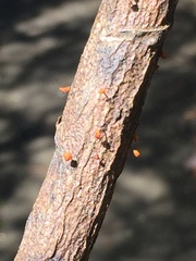 Marasmiineae