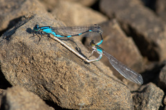 Enallagma carunculatum