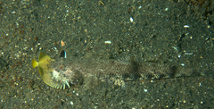 Saurida gracilis