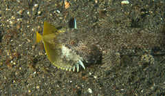 Saurida gracilis