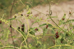 Calligrapha serpentina