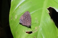 Arhopala democritus