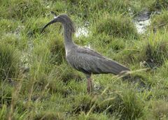 Theristicus caerulescens