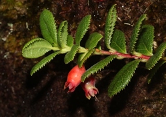 Vaccinium dentatum