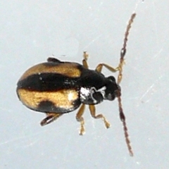 Phyllotreta