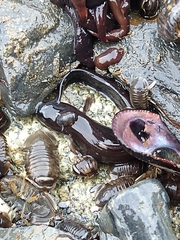 Zoarcidae