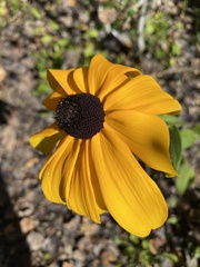 Rudbeckia hirta pulcherrima