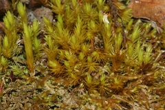Dicranum speirophyllum