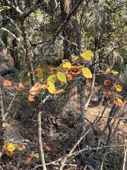 Amelanchier alnifolia