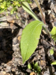 Rudbeckia hirta pulcherrima