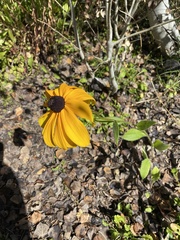 Rudbeckia hirta pulcherrima