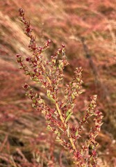 Suaeda calceoliformis