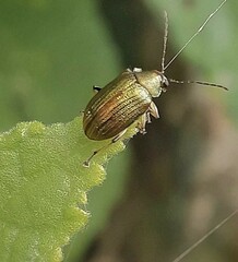 Eumolpinae