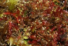 Odontoschisma denudatum