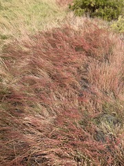 Suaeda calceoliformis