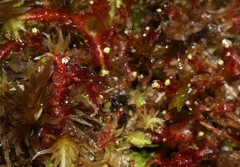 Odontoschisma denudatum