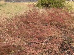 Suaeda calceoliformis