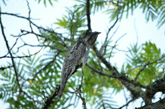 Nyctibius griseus