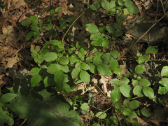 Vaccinium pallidum