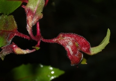 Aculops fuchsiae