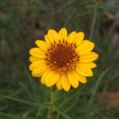 Sidneya tenuifolia