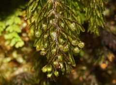 Hymenophyllum lanceolatum