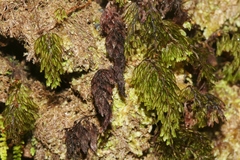 Hymenophyllum lanceolatum