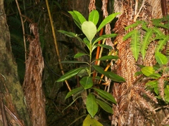 Myrsine lessertiana