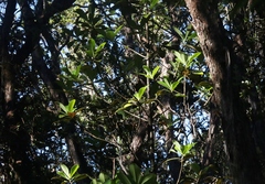 Myrsine lessertiana