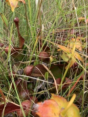 Sarracenia psittacina