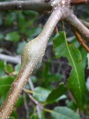 Callirhytis quercussuttoni