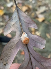 Druon quercusflocci