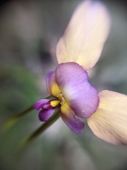 Diuris longifolia